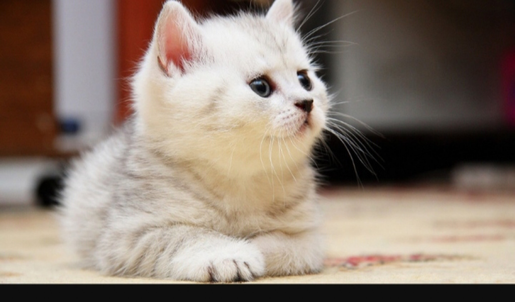 Елена: проститутки индивидуалки в Ярославле